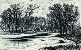 Swamp im Wald Swamp im Wald