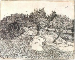 Olivenbäume Olivenbäume