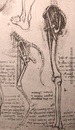 Zeichnung der vergleichenden Anatomie der Beine eines Mannes und Zeichnung der vergleichenden Anatomie der Beine eines Mannes und
