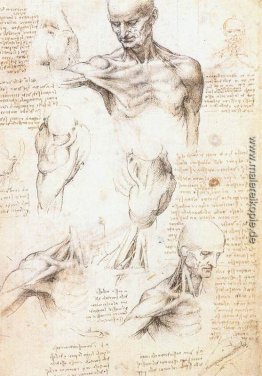 Anatomische Studien eines männlichen Schulter Anatomische Studien eines männlichen Schulter