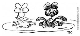 Gänseblümchen Gänseblümchen