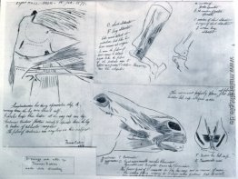 Anatomische Studien Anatomische Studien