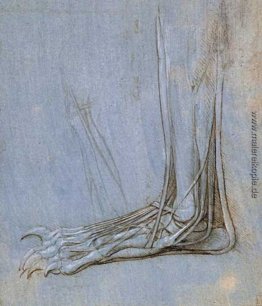 Die Anatomie des Fußes Die Anatomie des Fußes