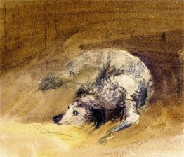 Study of a Dog Study of a Dog