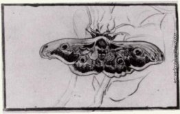 Totenkopf Moth Totenkopf Moth