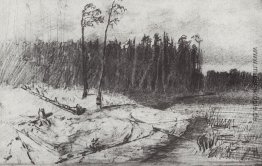 Wald in der Nähe des Wassers Wald in der Nähe des Wassers