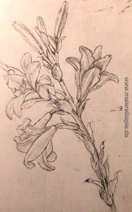 Zeichnung aus Lilien, für eine Verkündigung Zeichnung aus Lilien, für eine Verkündigung