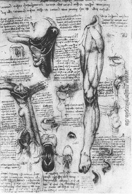 Anatomische Studien (Kehlkopf und Bein) Anatomische Studien (Kehlkopf und Bein)