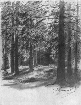 Fir im Sonnenlicht Fir im Sonnenlicht