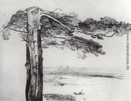 Pine aus Gusareva Pine aus Gusareva