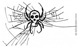 Spinne Spinne