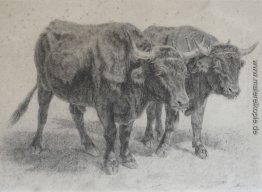 Boeufs du Cantal Boeufs du Cantal