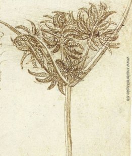 Sedge.jpg Sedge.jpg