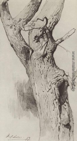 Der Stamm eines alten Baumes Der Stamm eines alten Baumes