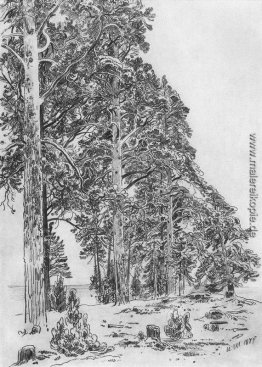 Pines am Strand Pines am Strand