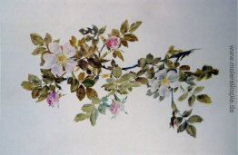 Study of Wild Rose Study of Wild Rose