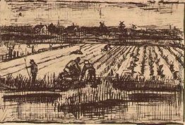 Kartoffel-Feld Kartoffel-Feld