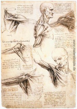 Anatomische Studien der Schulter Anatomische Studien der Schulter