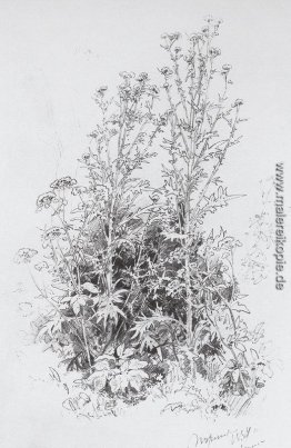 Wildblumen Wildblumen