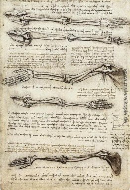Studien der Arm, die die Bewegungen von den Bizeps gemacht Studien der Arm, die die Bewegungen von den Bizeps gemacht