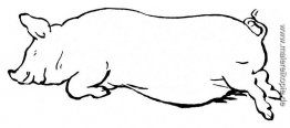 Schlafenschwein Schlafenschwein