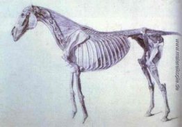 Diagramm von der Anatomie der Pferde Diagramm von der Anatomie der Pferde