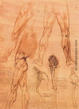 Studien der Beine des Menschen, und das Bein eines Pferdes Studien der Beine des Menschen, und das Bein eines Pferdes
