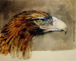 Eagle-Kopf aus dem Leben Eagle-Kopf aus dem Leben