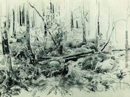 Im Wald Dickicht Im Wald Dickicht