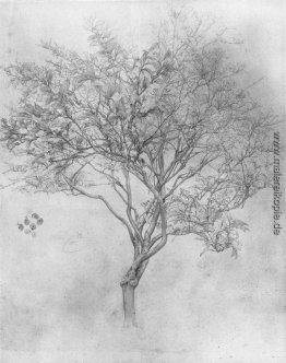 Studie eines Lemon Tree Studie eines Lemon Tree