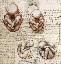 Ansichten eines Fötus im Womb.jpg Ansichten eines Fötus im Womb.jpg