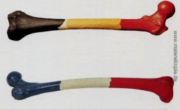 Femur d'homme belge & fémur de la femme francaise Femur d'homme belge & fémur de la femme francaise