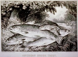 Amerikanische Bachsaibling Amerikanische Bachsaibling