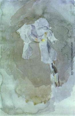 Weiße Iris Weiße Iris