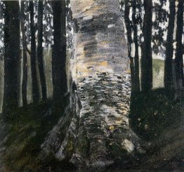 Birke in einem Wald Birke in einem Wald