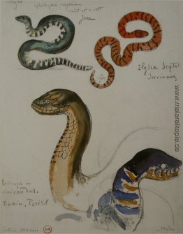 Vier Studien von Schlangen Vier Studien von Schlangen