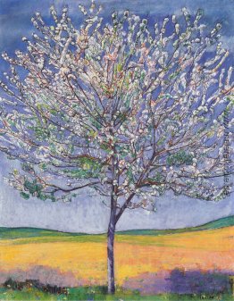 Kirschbaum in voller Blüte Kirschbaum in voller Blüte
