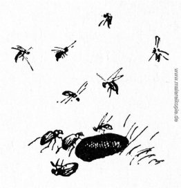 Insekten Insekten