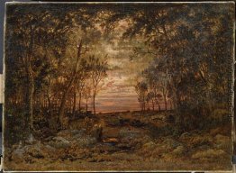 Sonnenuntergang im Wald Sonnenuntergang im Wald