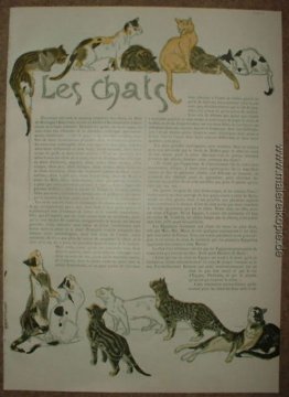 Cats Cats