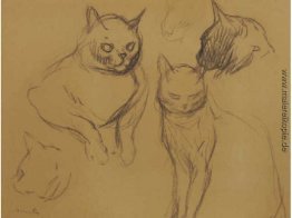 Cat Sketches Cat Sketches