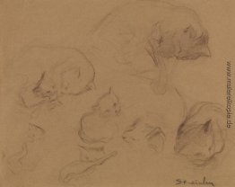 Cat Study Cat Study
