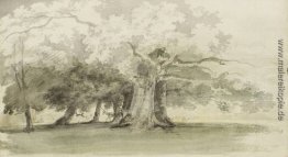 Bäume in einem Park Bäume in einem Park