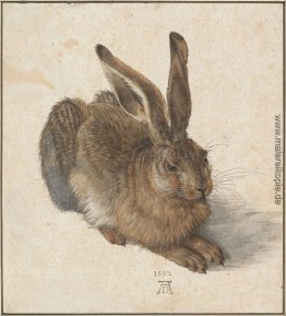 Hase Hase