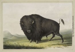 Buffalo Stier Beweidung Buffalo Stier Beweidung