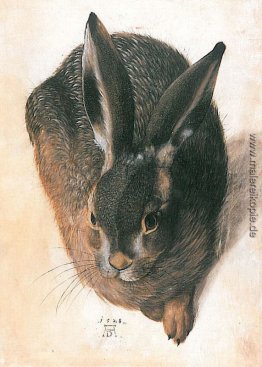 Hase Hase