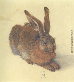 Hase Hase