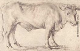 Stier Stier