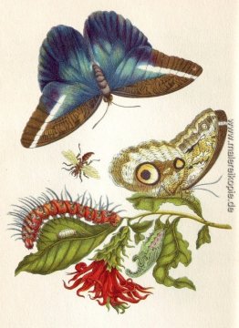 Metamorphosis insectorum Surinamensium Metamorphosis insectorum Surinamensium