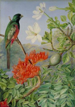 Zwei blühende Sträucher von Natal und einem Trogon Zwei blühende Sträucher von Natal und einem Trogon